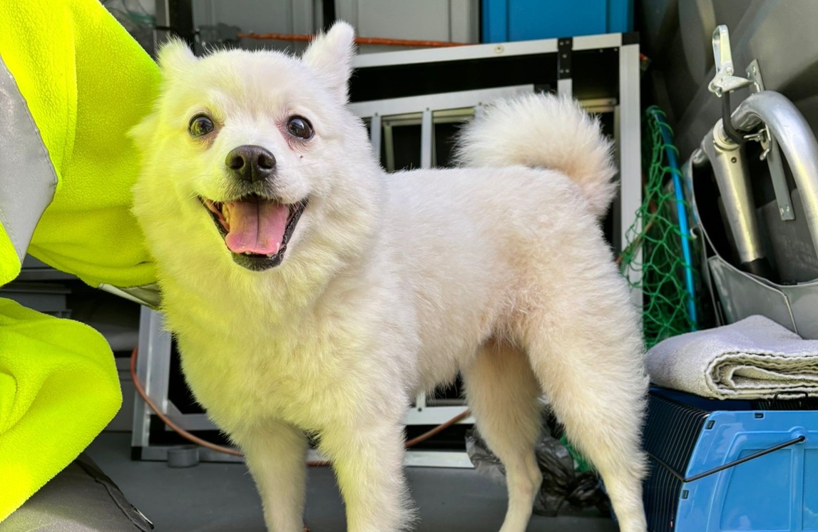 Verdwaald hondje ‘Zwart’ zoekt zijn baasjes in Alphen aan den Rijn