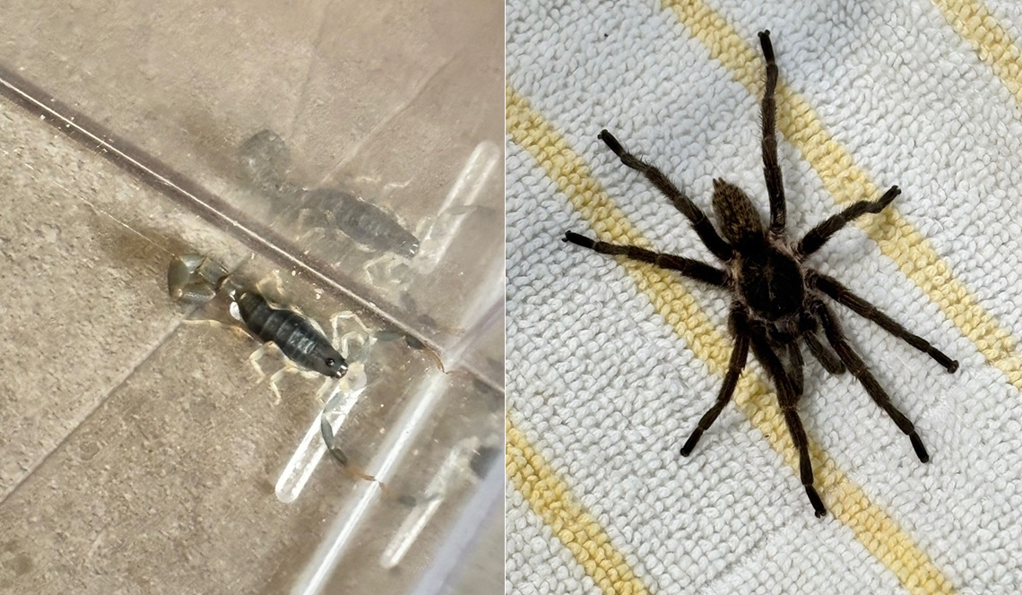 Alphense vakantiegangers ontdekken schorpioen en spin tussen kleding na reis uit Zuid-Afrika