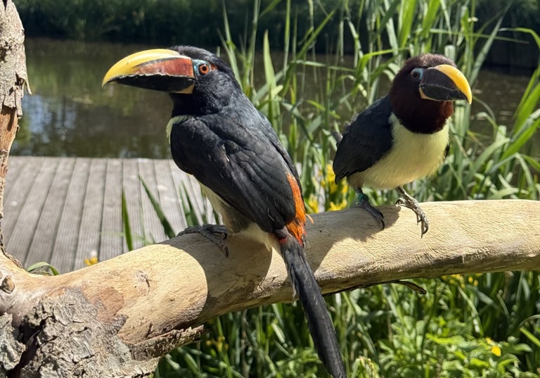 PRO en Partij voor de Dieren op werkbezoek bij Avifauna: aandacht voor dierenwelzijn en biodiversite