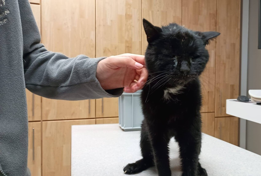 Dierenambulance met spoed op zoek naar eigenaar van gevonden kat