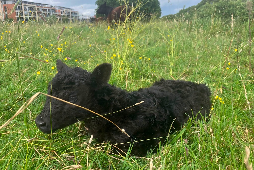 Pasgeboren Galloway-kalfje op Polderpeil krijgt naam: Holly