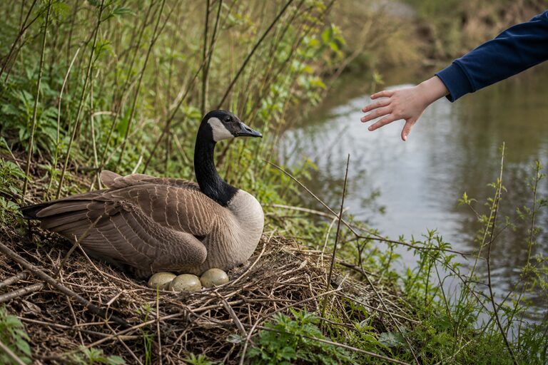 Partij voor de Dieren wil maatregelen tegen verstoring van broedende vogels