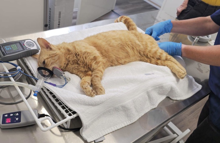 Dierenambulance Alphen start eigen TNR-team voor aanpak zwerfkatten