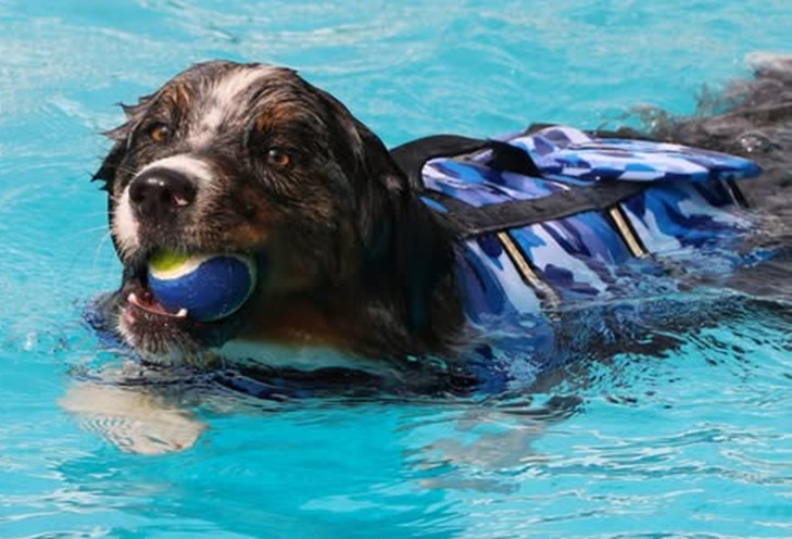 Honden en baasjes duiken eind september weer samen het water in tijdens Hondenplons