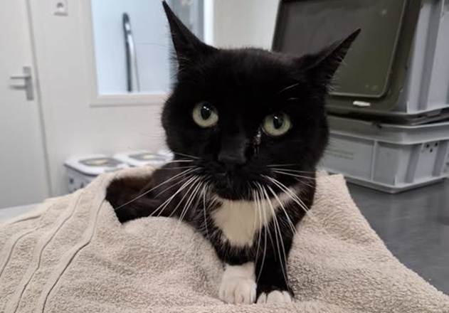 Dierenambulance zoekt eigenaar van kat die vastzat in flat in aanbouw