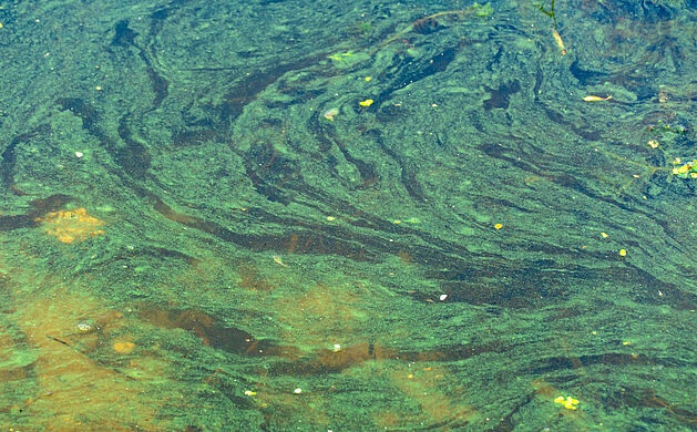 Blauwalg kleurt Zegerplas groen: oppassen met zwemmen tijdens warme dagen