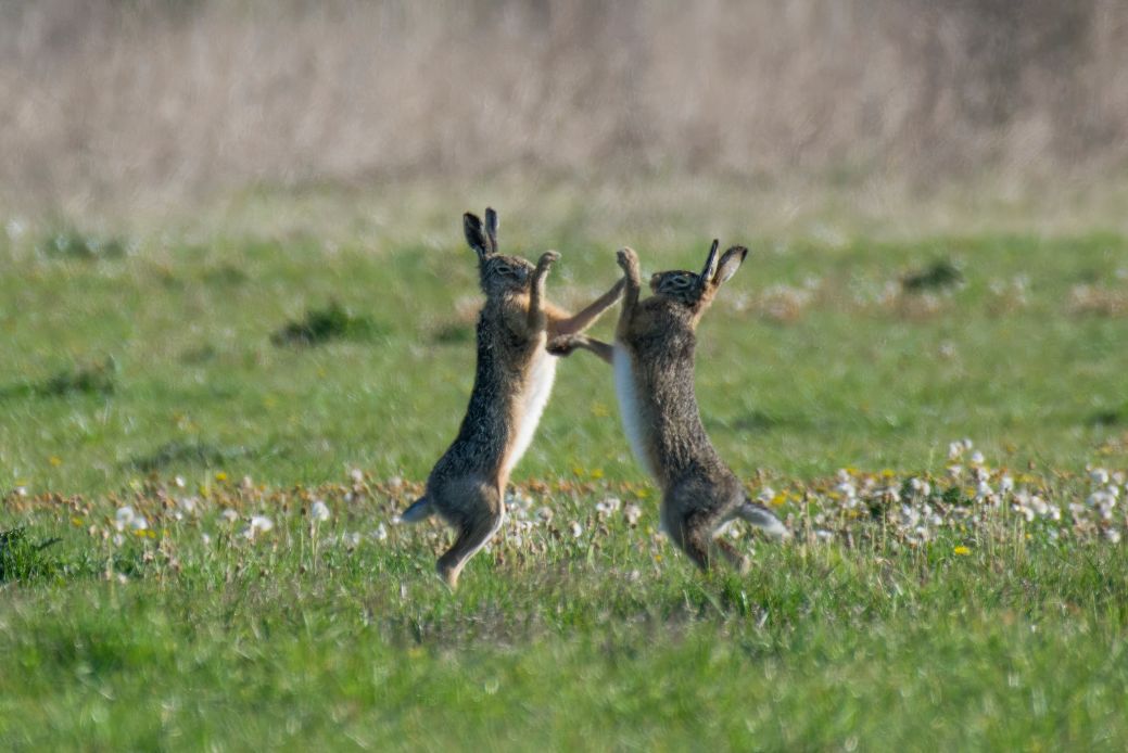 Boksende_hazen-foto_Pieter_van_Dijk.jpg