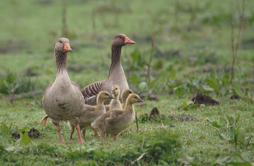 Grauwe_ganzen_met_jongen__Foto_IVN_Natuurkiekers.jpg
