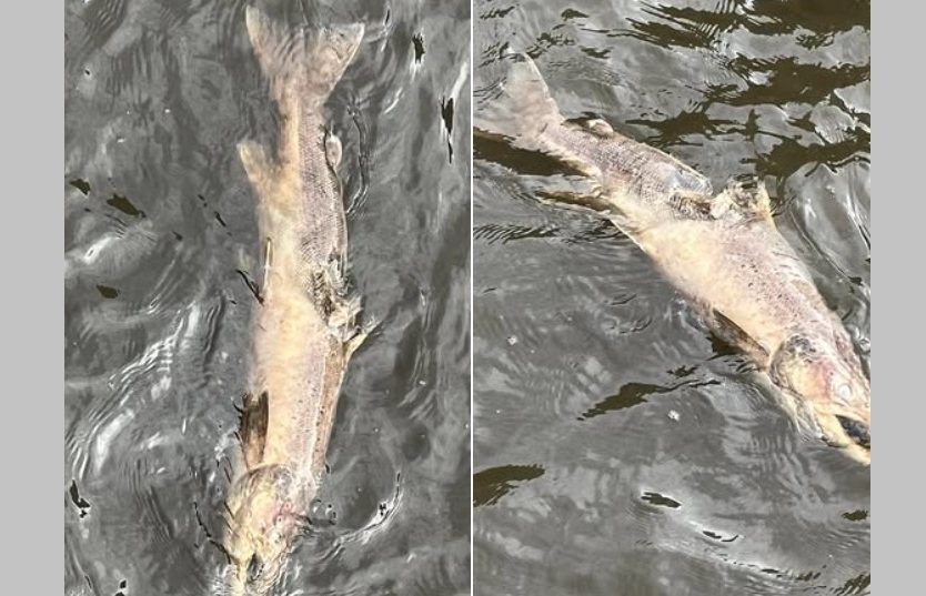 Zeldzame Atlantische zalm opgemerkt in De Gouwe bij Alphen aan den Rijn