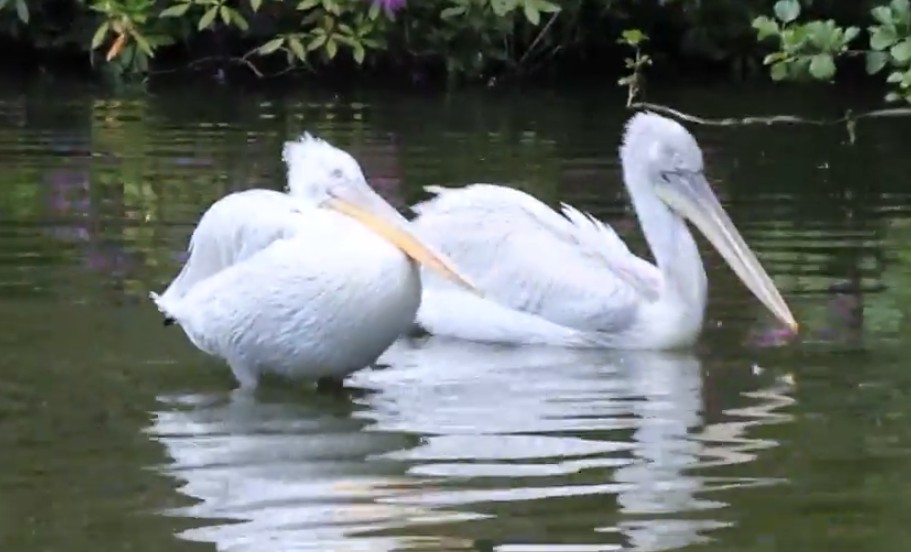 Twee kroeskoppelikanen ontsnapt uit Avifauna: vogels zwerven al bijna twee weken door het Groene Har