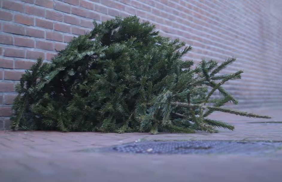 Gemeente zamelt kerstbomen in: vergoeding voor ingeleverde exemplaren