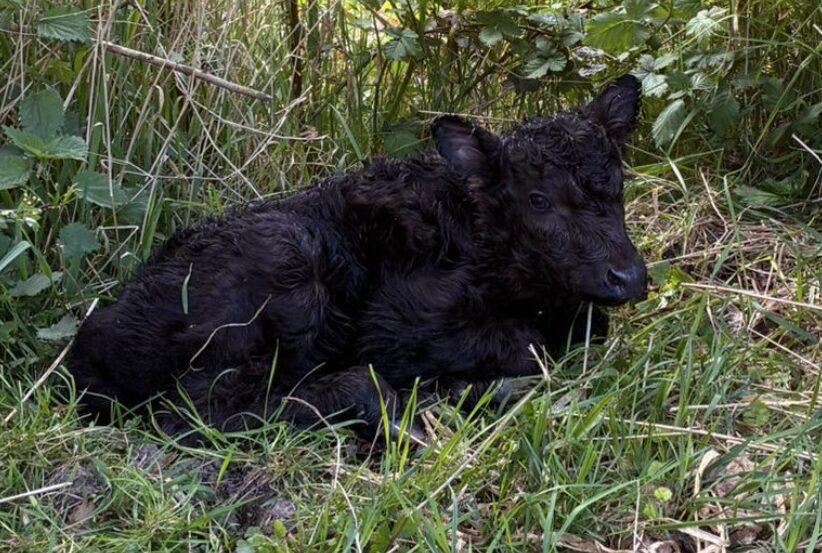 Gallowaykalfje geboren in Prinses Irenebos, inwoners mogen naam bedenken