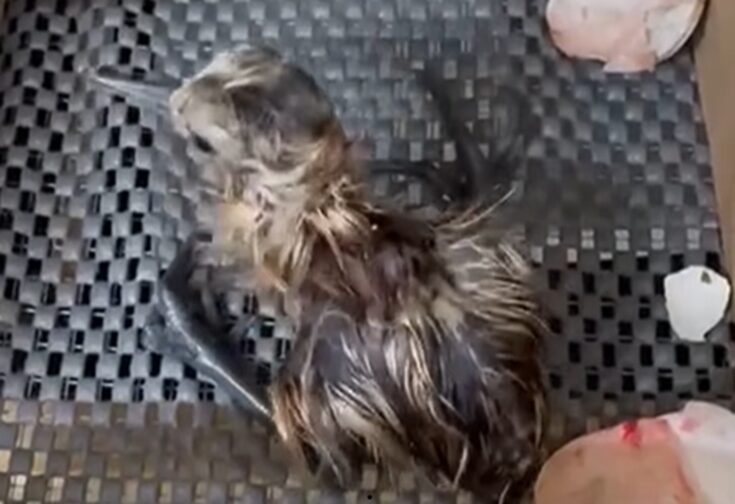 Avifauna broedt mee aan toekomst van de grutto met bijzonder onderzoek