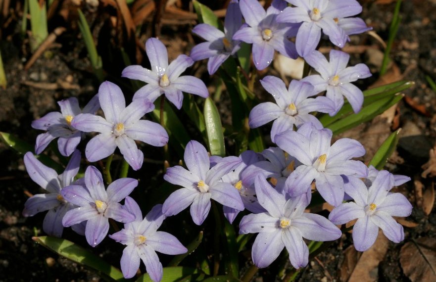 Voorjaarswandeling langs stinsenplanten in Bospark Alphen aan den Rijn