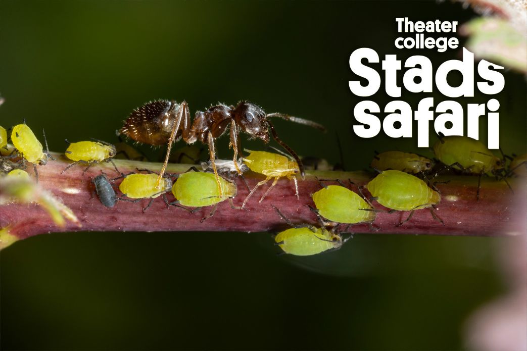Stadssafari.jpg