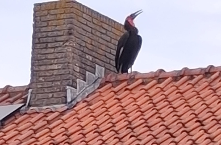 Waarom duikt er steeds een exotische vogel op in Alphen? Avifauna legt het uit