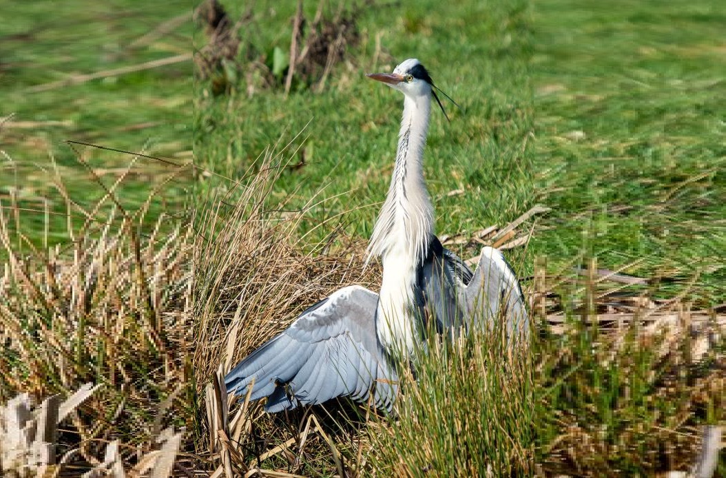 blauwe_reiger_Zaans_Rietveld_-_foto_Janny_Eskes-1.jpg