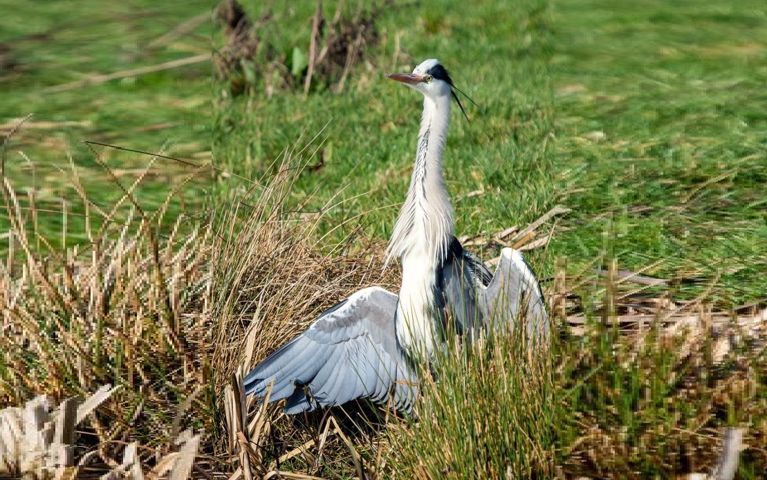 IVN organiseert excursie door natuurgebied Zaans Rietveld