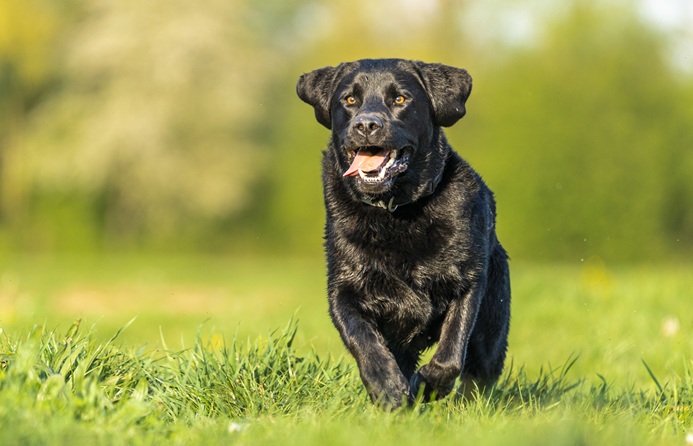 close-up-shot-van-een-zwarte-labrador-spelen-het-gras-omgeven-door-groen-1.jpg
