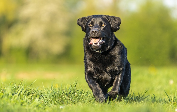 Hondenlosloopgebied Goudse Rijpad kan in 2026 worden aangelegd