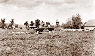Achter de koeien, boerderij Vorselenburg. Omgeving Prins Hendrikstraat.