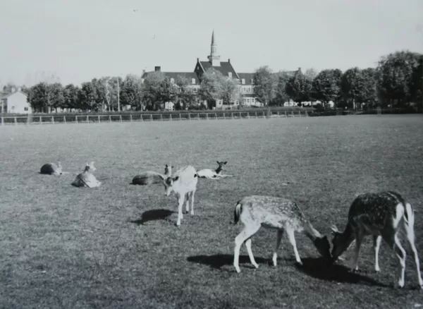 Het Bospark.