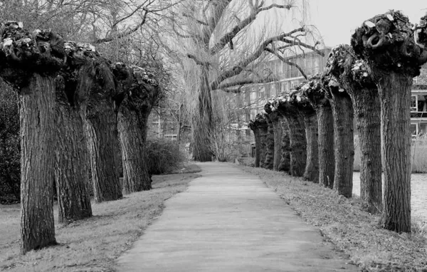 Wandelpad aan de kant van de Aarkade, door de bomen heen ziet u toen nog de Nachtegaalstra