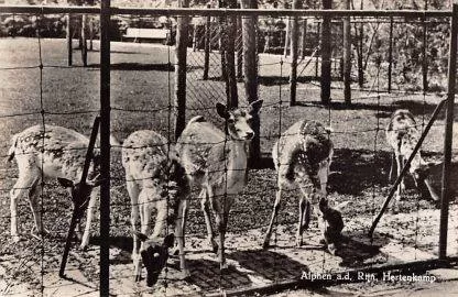 Kinderboerderij Bospark.