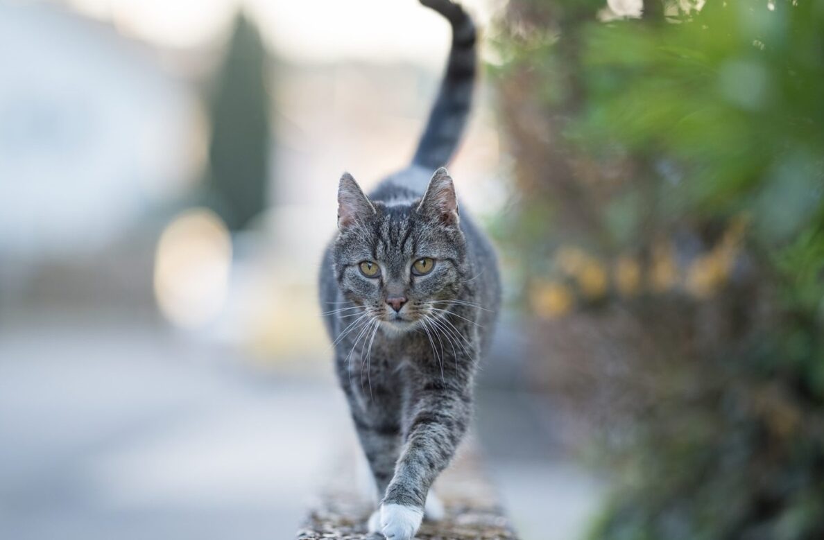 kat-buiten-iStock-1136165682-4.jpg
