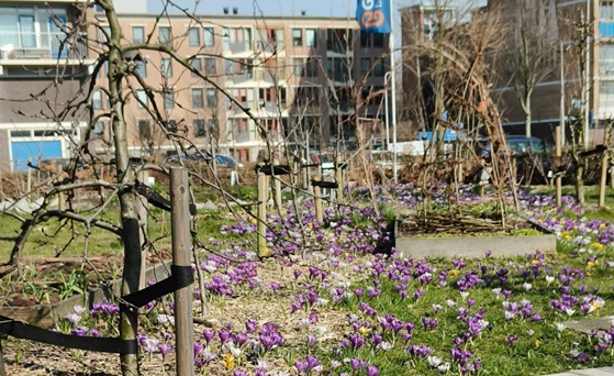 Stadstuin de Schittering ontploft in lente kleuren