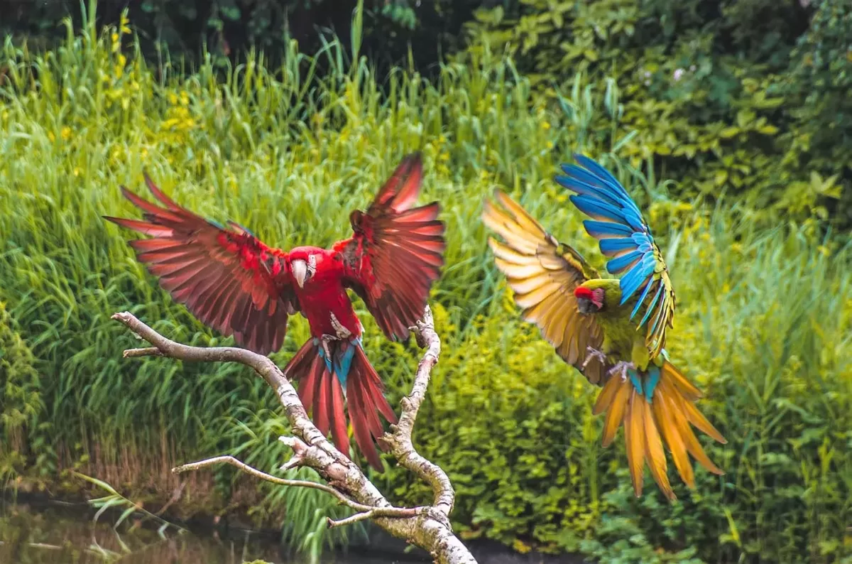 Avifauna.webp