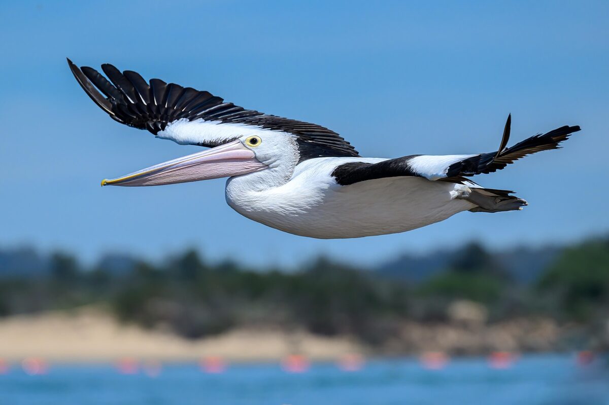 australian-pelican-9268481_1280.jpg