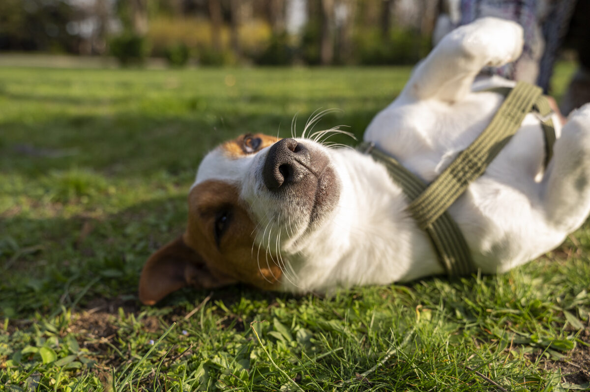 weergave-van-schattige-hond-genieten-van-tijd-de-natuur-het-park.jpg
