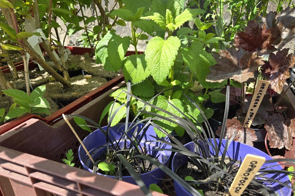 thumbnail_Ingeleverde_planten_bij_Stichting_Kringloop_Alphen.jpg